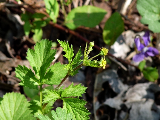 {Geum vernum}